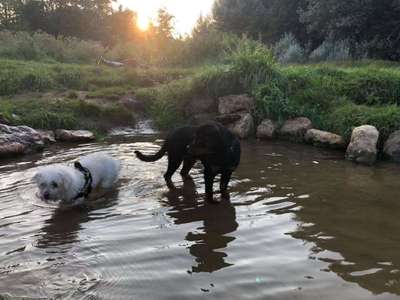 Hundeauslaufgebiet-Theodor-Heuss-Brücke-Bild