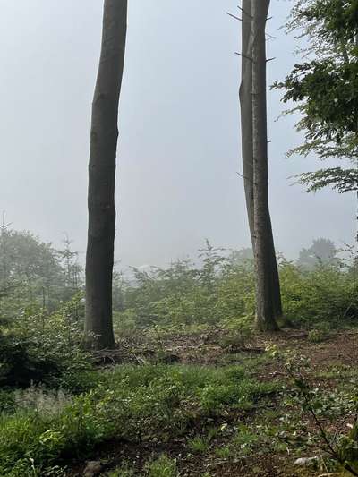 Hundeauslaufgebiet-Obergriesbach Sulzbach-Bild