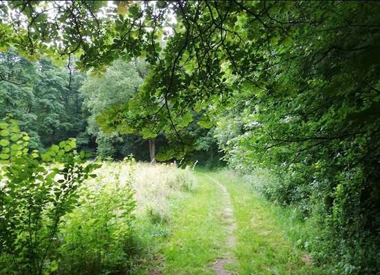 Hundeauslaufgebiet-Herzberg-Bild