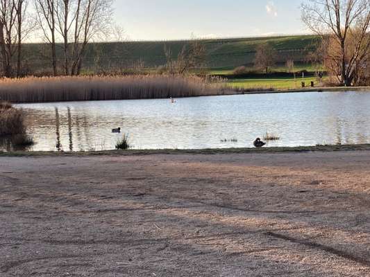 Hundeauslaufgebiet-Saulheimer Bach-Bild