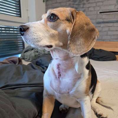 Starke Schmerzen nach dem Spazierengehen / Bandscheibenvorfall-Beitrag-Bild