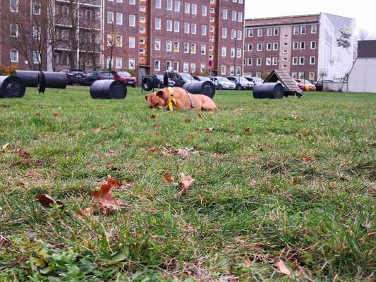 Hundeauslaufgebiet-Am Burgwall-Bild