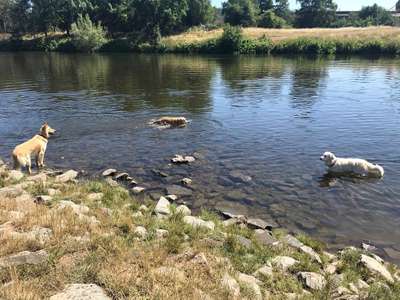 Hundeauslaufgebiet-Hundewiese Witten-Herbede-Bild