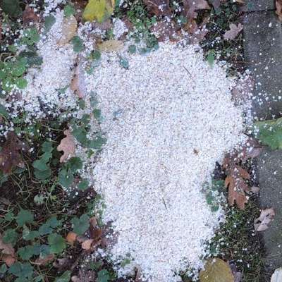 Giftköder-Weißes Zeug und kleine Hühnerknochen-Bild