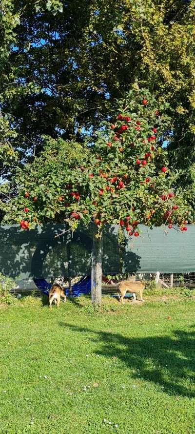 Hundeauslaufgebiet-Hundefreilauf Krefeld e.V.-Bild