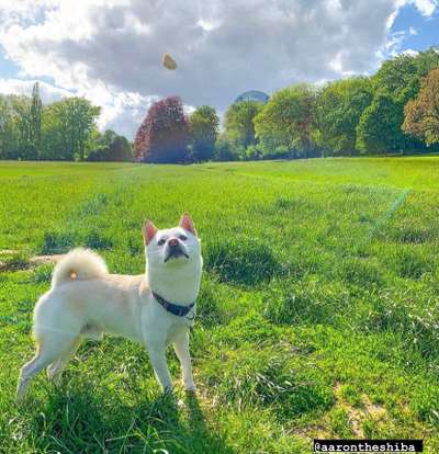 Hundeauslaufgebiet-Huthpark-Bild