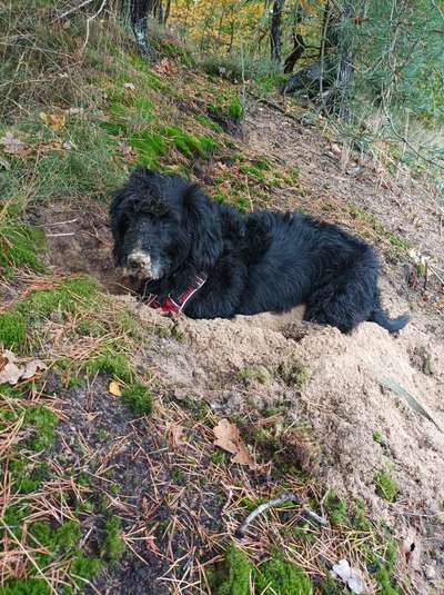 Mischlingshunde Foto Aufruf-Beitrag-Bild