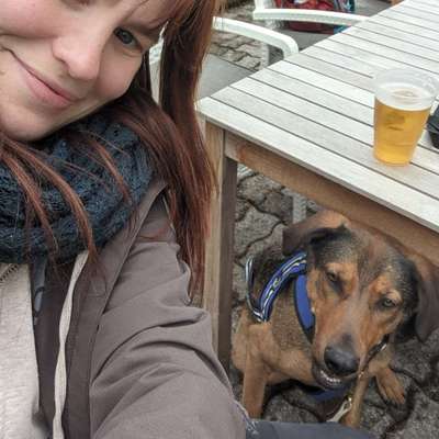 Hundetreffen-Gemeinsam Wandern-Bild