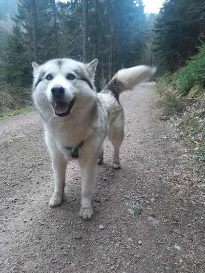 Nordische Hunde-Beitrag-Bild