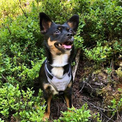 Die Dogorama Monats Challenge "Es grünt und blüht"-Beitrag-Bild