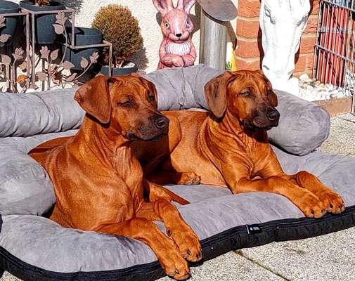 Rhodesian Ridgeback-Beitrag-Bild