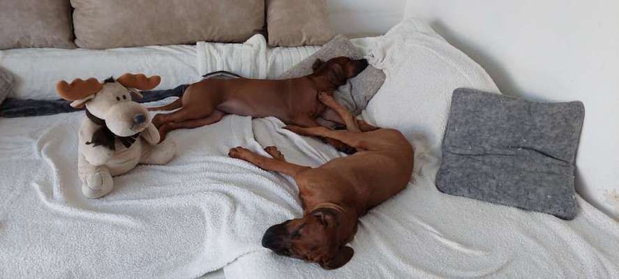 Rhodesian Ridgeback-Beitrag-Bild