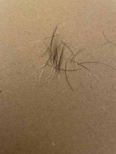 Weiße Haarwurzel/ Fellansatz-Beitrag-Bild