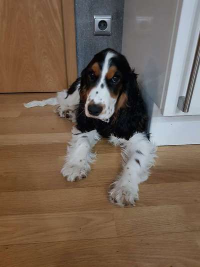 Cocker Spaniel-Beitrag-Bild