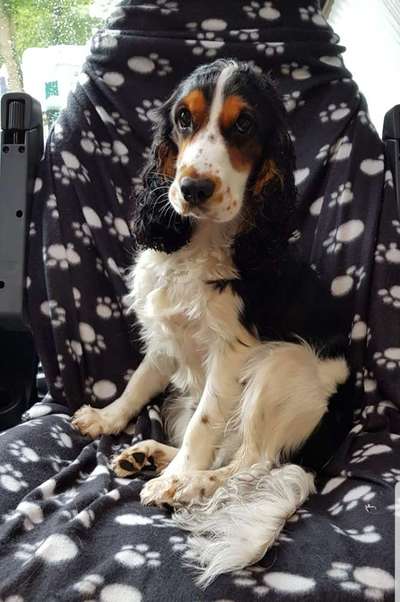 Cocker Spaniel-Beitrag-Bild