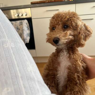 Hundetreffen-Treffen zum Spielen in Raum Graz/Graz Umgebung-Bild