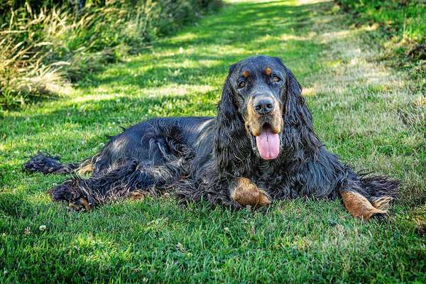 Gordon Setter-Beitrag-Bild