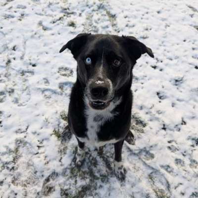 Suchmeldung-Balou-Bild