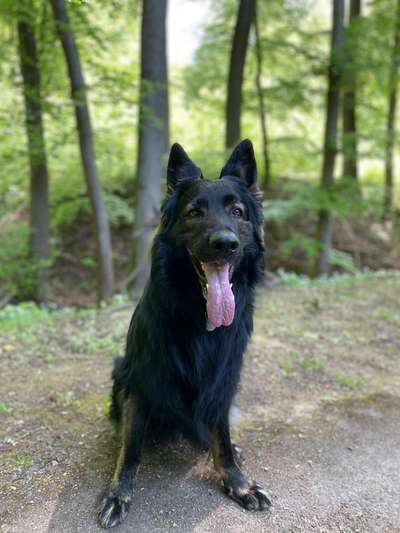 Hundetreffen-Große Freunde gesucht :-)-Bild