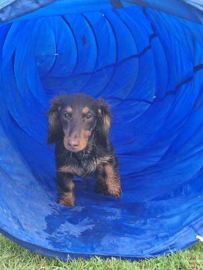 Dogorama-Monats-Challenge-Mai "Wasser"-Beitrag-Bild