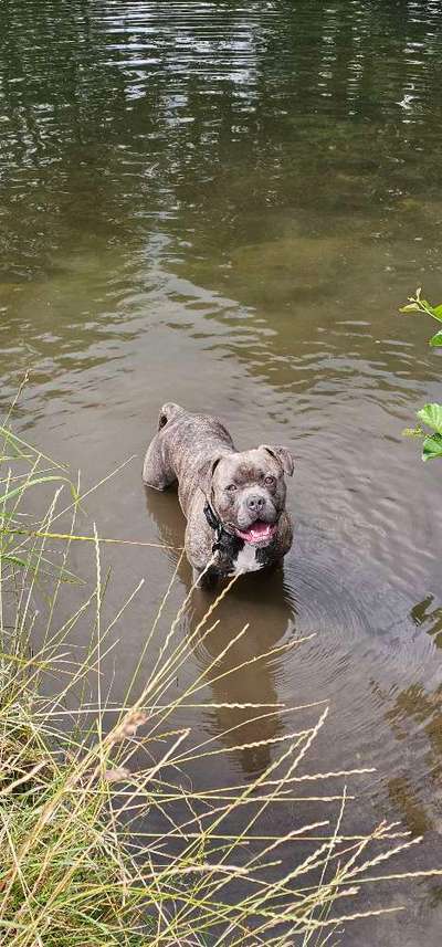 Hundetreffen-Loki freut sich über neue,aktive Spielgefährten-Bild