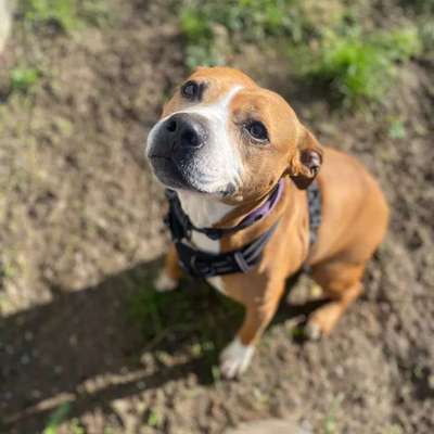 TierschutzhundeStammtisch🐕-Beitrag-Bild