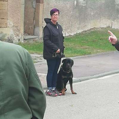 Hundetreffen-Gemeinsame Spaziergänge-Profilbild