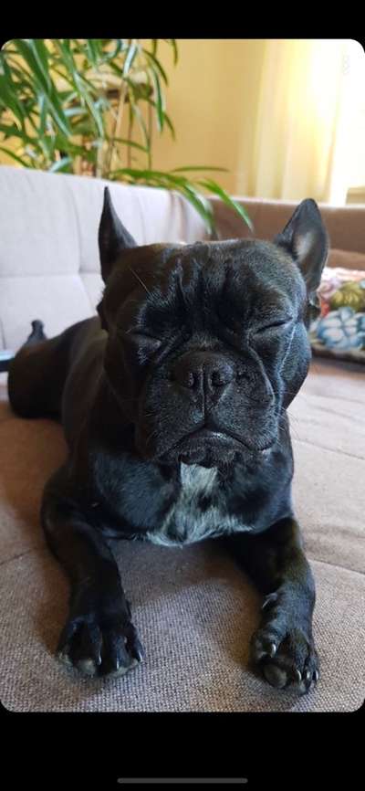 Zeigt her eure Frenchi-Beitrag-Bild