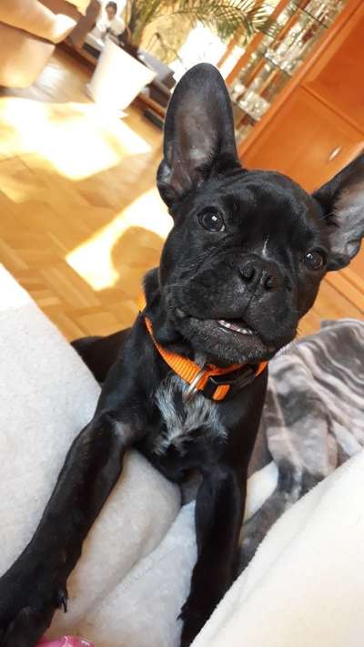 Zeigt her eure Frenchi-Beitrag-Bild