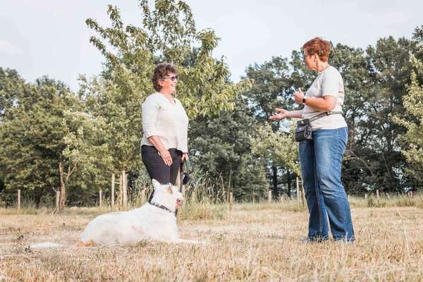 Hundeschulen-Susanne Schindler Hundetraining -Bild