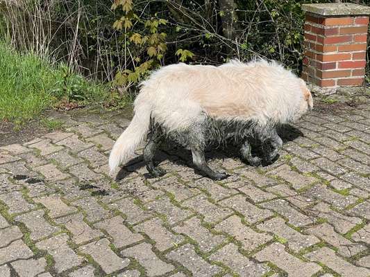 TierschutzhundeStammtisch🐕-Beitrag-Bild