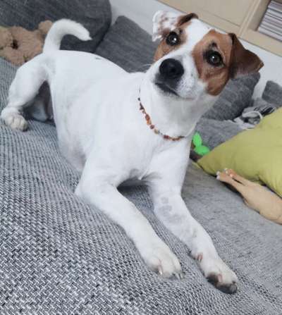 Wo sind die Jack und Parson Russell Terrier?-Beitrag-Bild