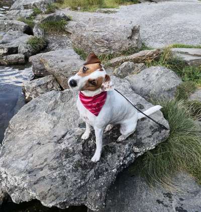 Wo sind die Jack und Parson Russell Terrier?-Beitrag-Bild