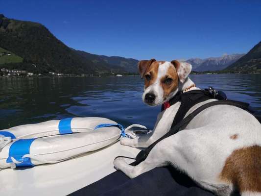 Die Dogorama Wochen Challenge-Beitrag-Bild