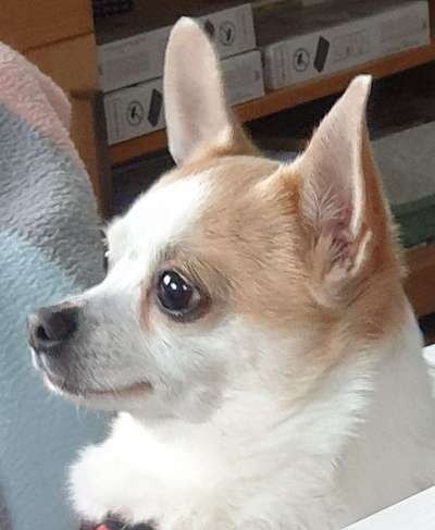 Wo sind die Chihuahua Besitzer ?-Beitrag-Bild