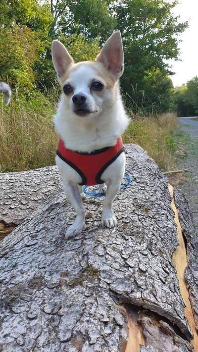 Wo sind die Chihuahua Besitzer ?-Beitrag-Bild