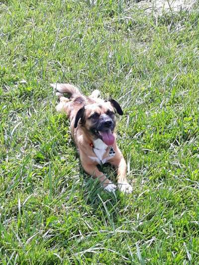 Die Dogorama Monats Challenge "Es grünt und blüht"-Beitrag-Bild