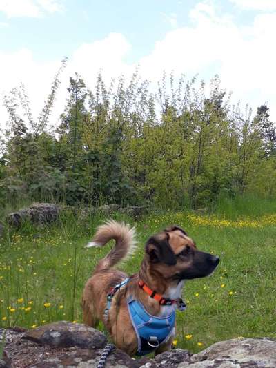 Club der Rumänen (Alle Hunde aus dem rumänischen Tierschutz, wo seid Ihr?)-Beitrag-Bild