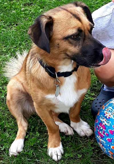 Die Dogorama-Wochen-Challenge "Die schönste Grimasse"-Beitrag-Bild