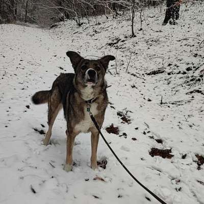 Hundetreffen-Kennenlernen der Hunde-Bild