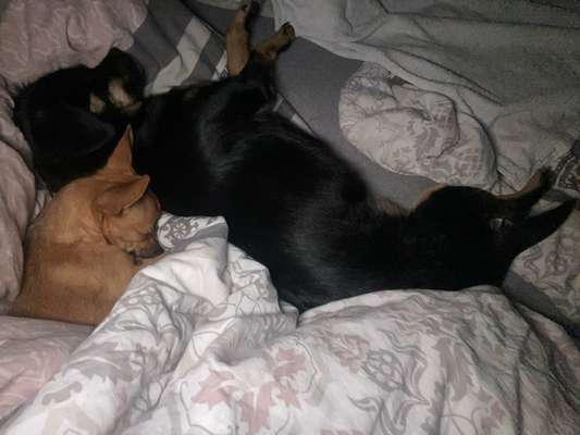 Mehrhundehaltung-Beitrag-Bild