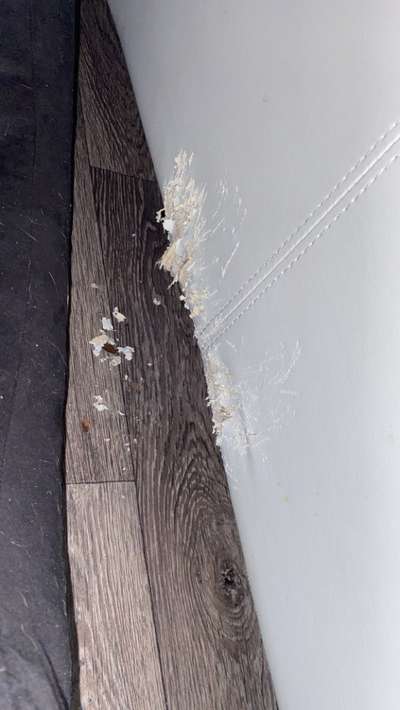 Was haben eure Hunde schon gefressen oder zerstört ?-Beitrag-Bild