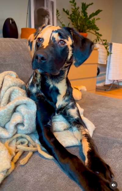 Neue Moderasse - "Wild Labrador"-Beitrag-Bild