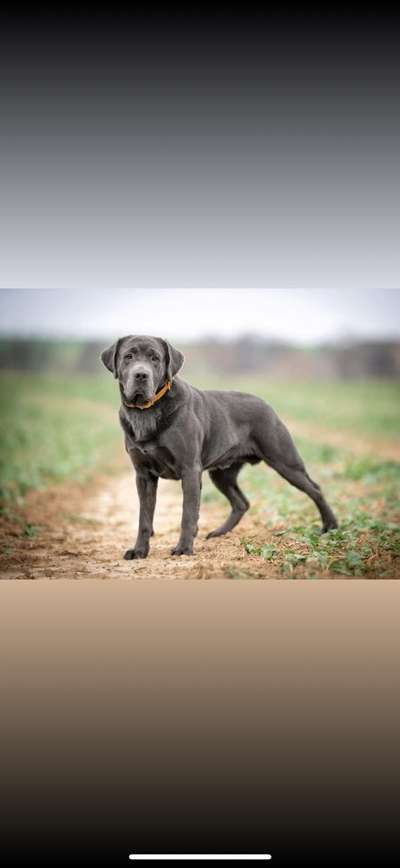 Neue Trendrasse - Bullydor und co.-Beitrag-Bild