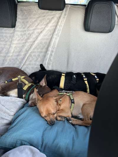 Hitzeschlag/ Hitzetod trotz Klimaanlage-Beitrag-Bild