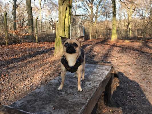 Hunde zu dünn?-Beitrag-Bild