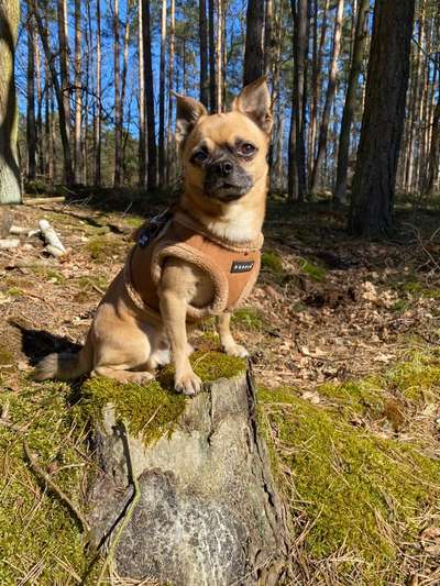 Unsere Fellnasen im Regenbogenland-Beitrag-Bild
