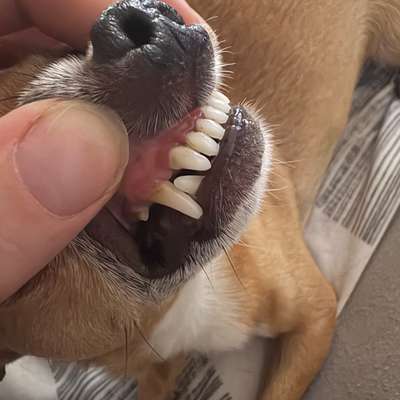 Zähne vom Hund-Beitrag-Bild
