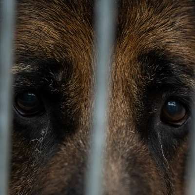 Wegwerfartikel Hund: Wenn das Ego größer ist als die Verantwortung-Beitrag-Bild