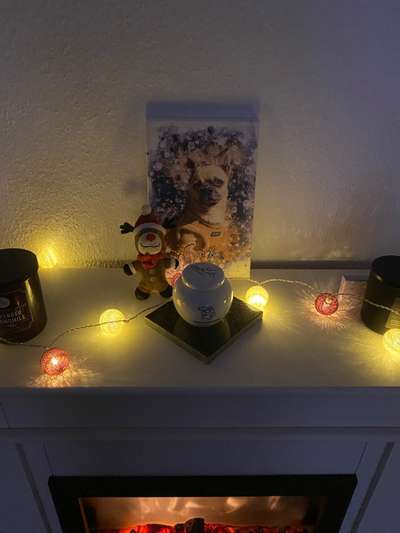 Tod seines geliebten Vierbeiners-Beitrag-Bild